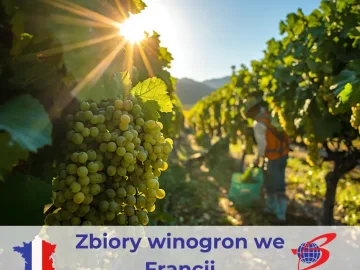 WINOBRANIE 2026
